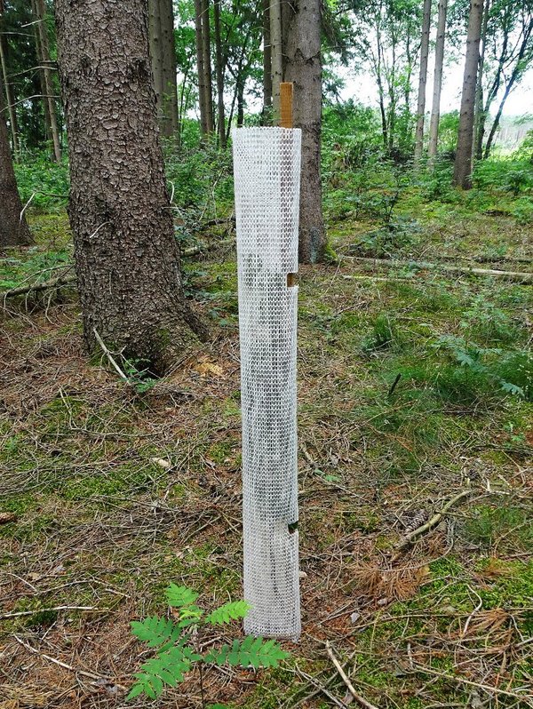 Buckshülle: Leichter, flach gelieferter Baumschutz aus Baumwollfasern, Maisstärke und PLA. Natürliche Optik, gute Licht- und Sauerstoffversorgung, langlebig (ca. 5 Jahre), zertifiziert nach TÜV Austria biobased EN 16640.