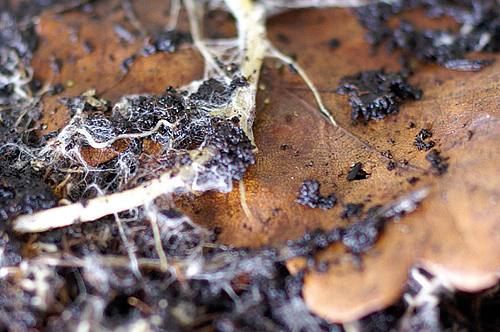 GEFA Endo-Mykorrhiza Nadel