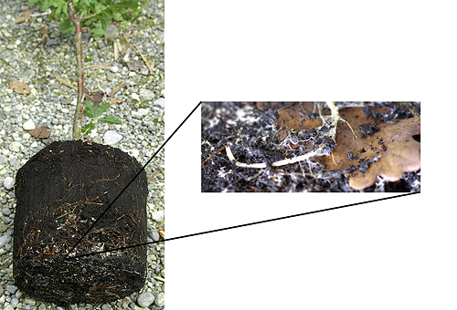 GEFA Endo-Mykorrhiza Nadel