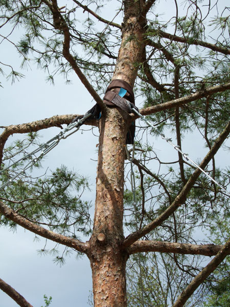 Ancrage d'arbres