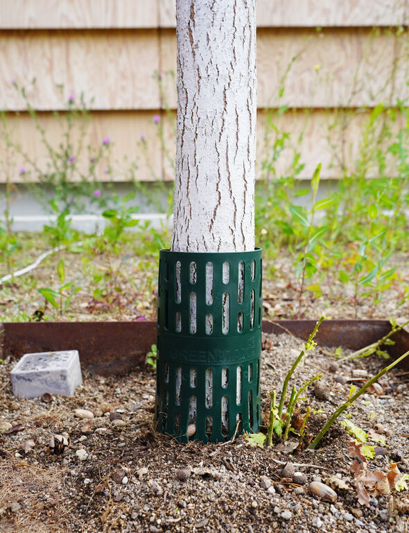 TreeProtect BIO Baumstamm-Schutzmanschetten grün hergestellt aus Zuckerrohr-Abfällen